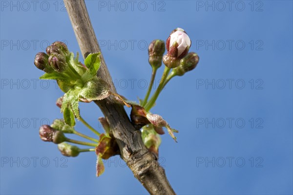 Wild cherry