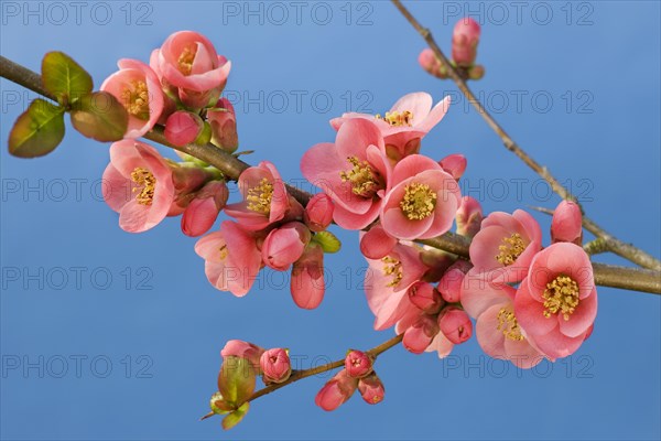 Japanese quince