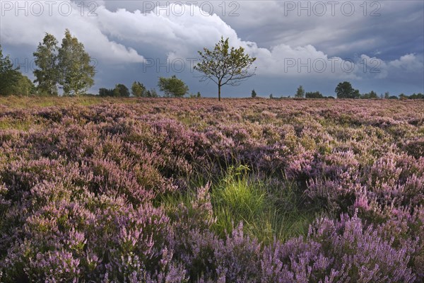 Heather flowering in heathland at the Hoge Kempen National Park