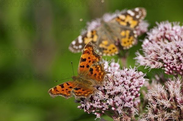 Butterflies Painted lady