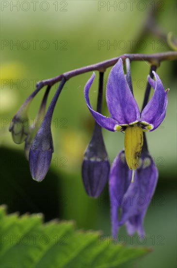 Bittersweet nightshade