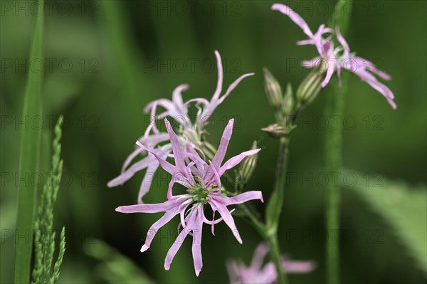 Ragged Robin