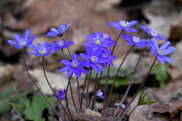 Common hepatica