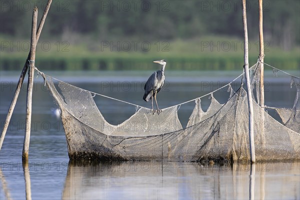 Grey heron