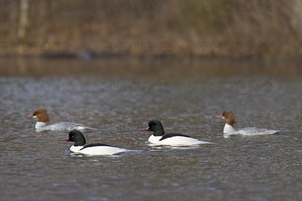 Common Merganser