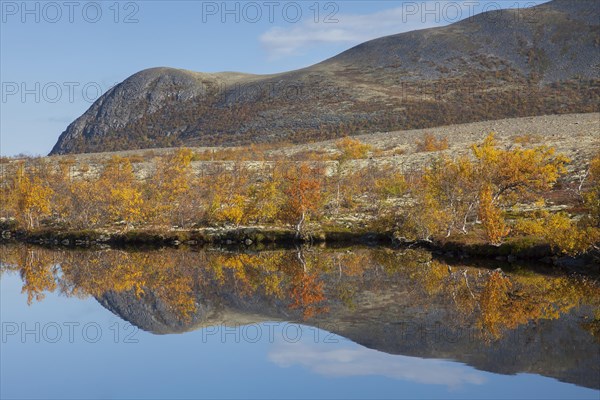 Birch trees showing autumn colours reflected in water of lake