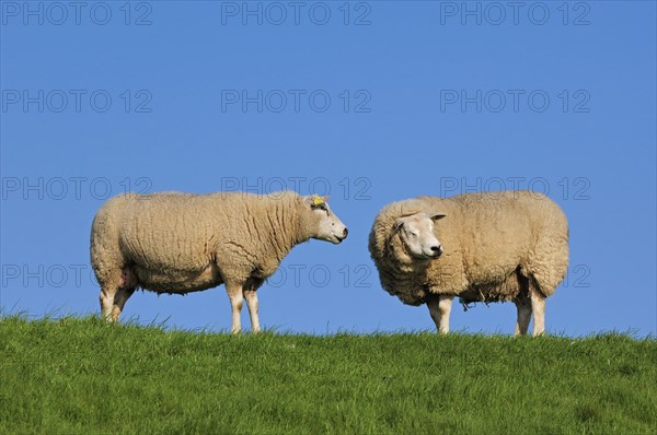 Two domestic Texel sheep