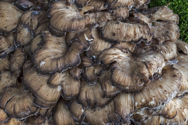 Hen-of-the-woods