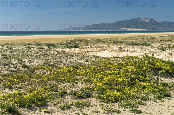 Playa de Los Lances beach in Tarifa