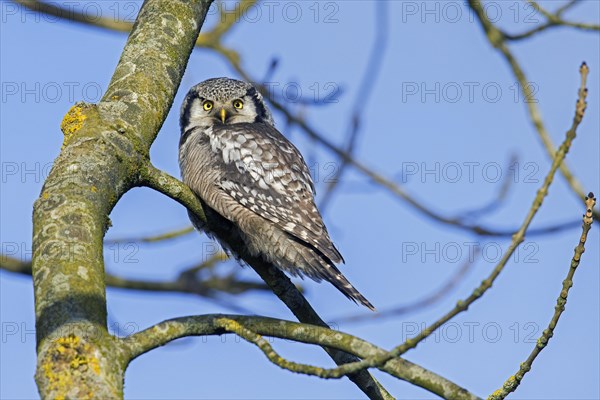 Northern hawk-owl