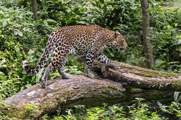 Javan leopard