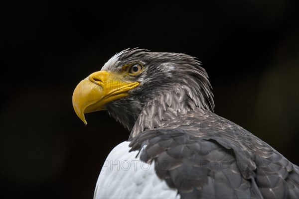 Steller's sea eagle