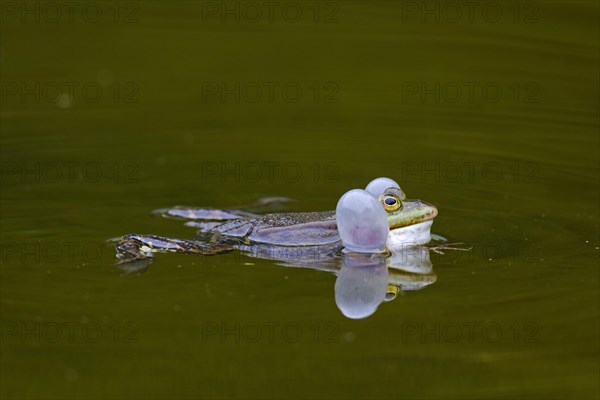 European edible frog