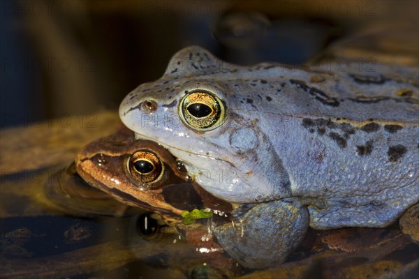 Moor Frog