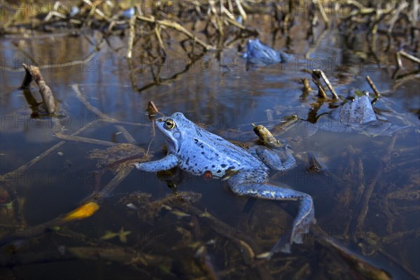 Moor Frogs