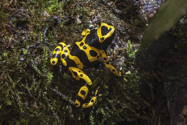 Yellow-banded poison dart frog