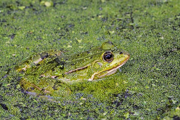 Edible frog