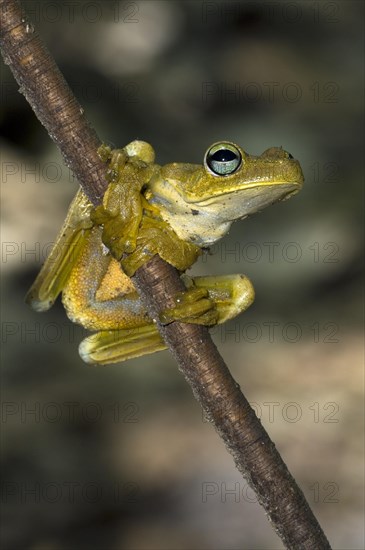 Rosenberg's Gladiator tree frog