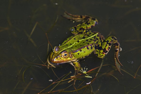 Edible frog