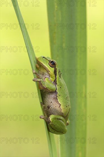 European tree frog