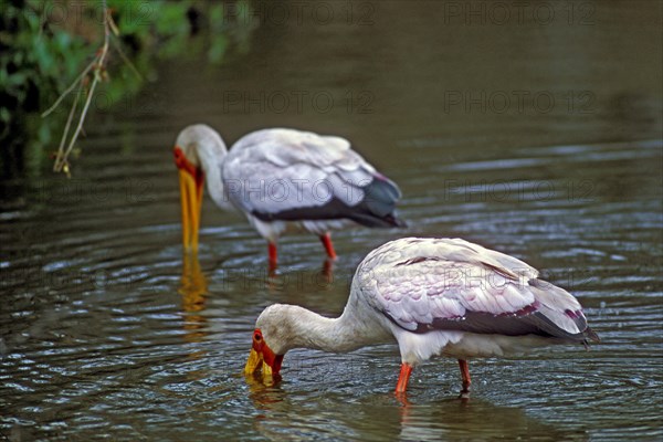 Two Yellow-billed storks