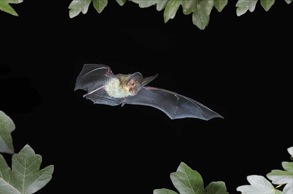 Brown long-eared bat