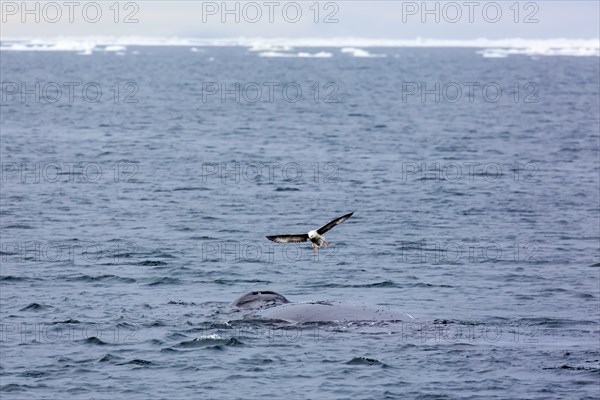 Northern fulmar