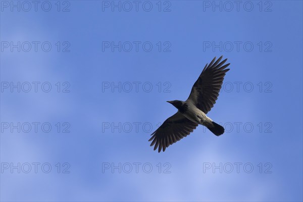 Hooded crow