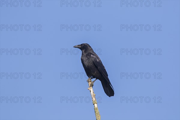 Carrion crow