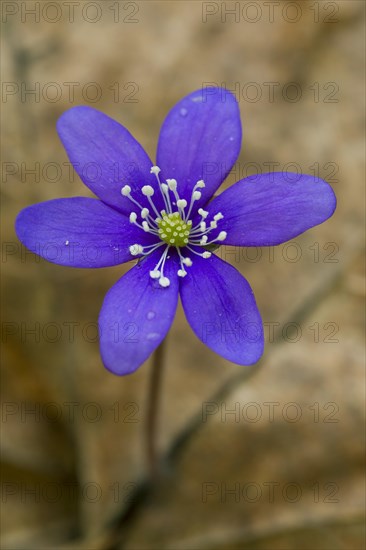 Common Hepatica