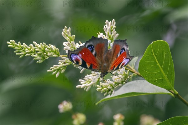 European Peacock butterfly