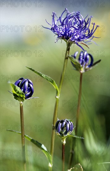 Round-headed rampion