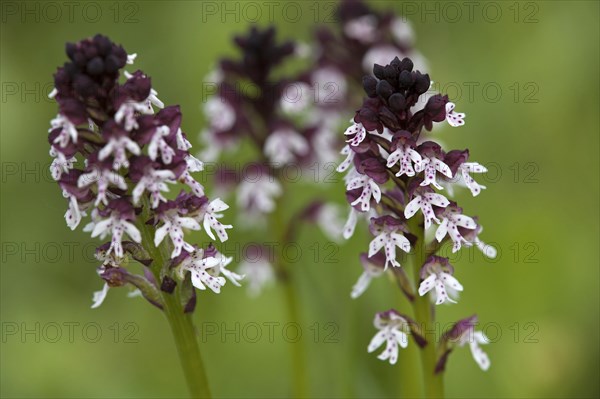 Burnt-tip orchids