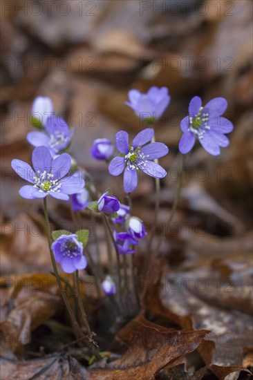 Common Hepatica