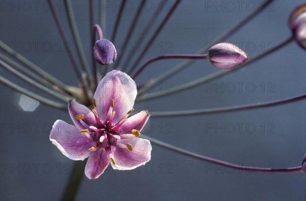 Flowering rush