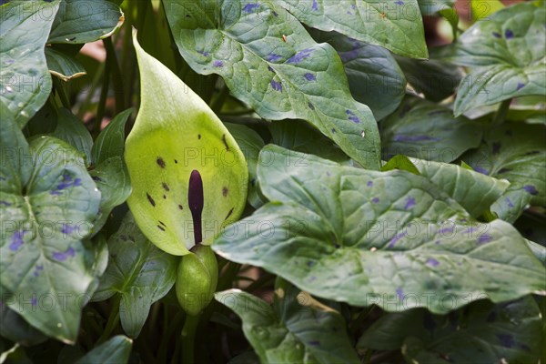 Cuckoo-pint