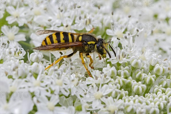 Median wasp