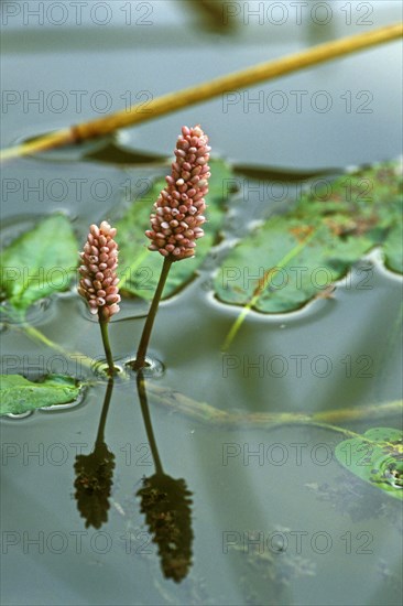 Water smartweed