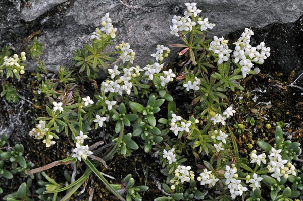 Alpine daphne