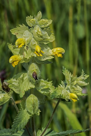 European yellow-rattle