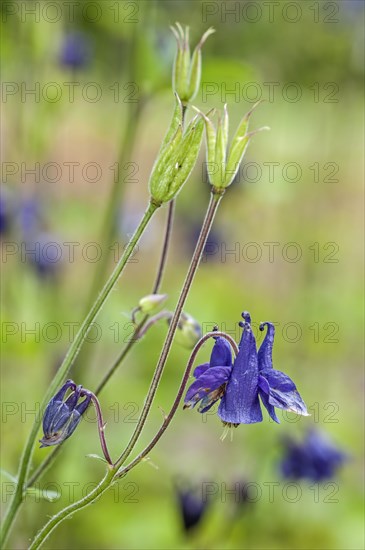 European columbine