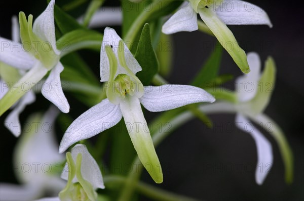 Lesser butterfly-orchid