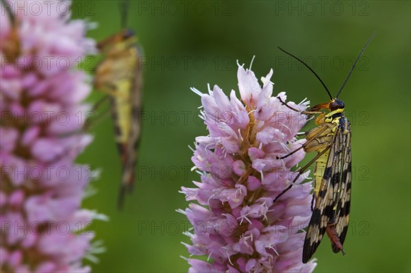 Common scorpionfly