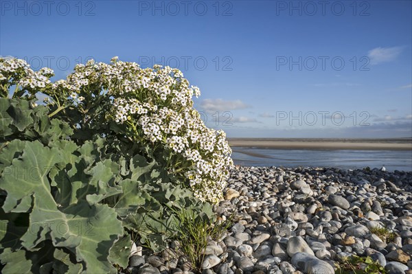 Sea kale