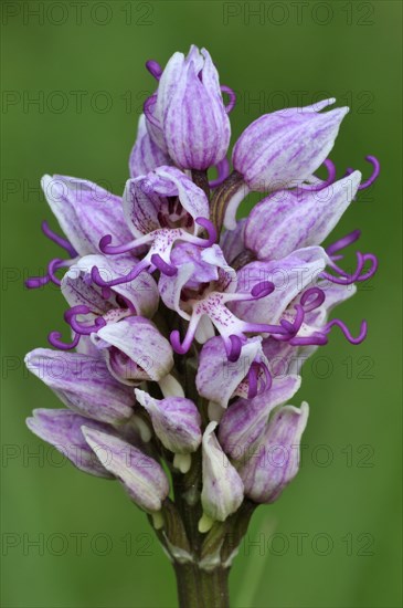 Monkey orchid