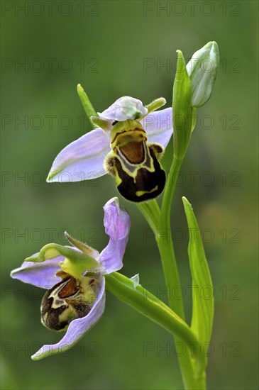 Bee orchids