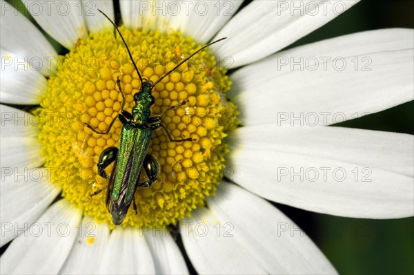 Thick-legged flower beetle