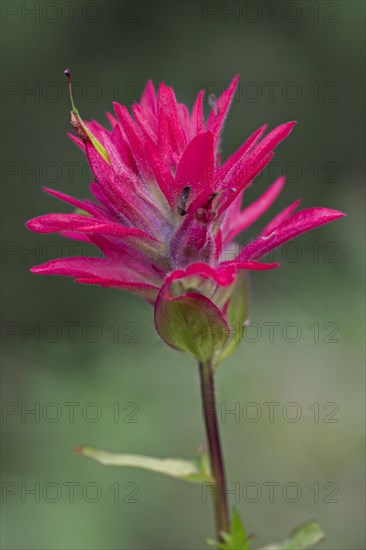 Close up of giant red Indian paintbrush