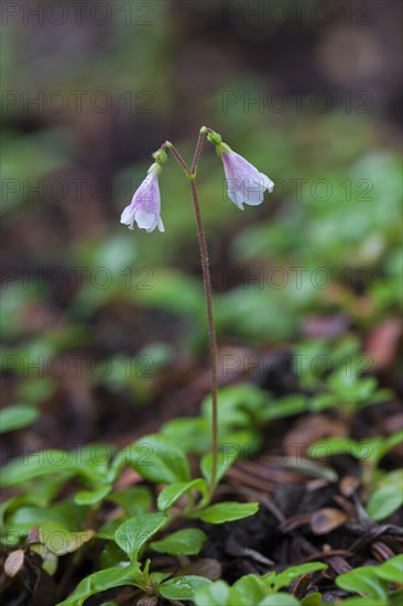 Twinflower twin flower