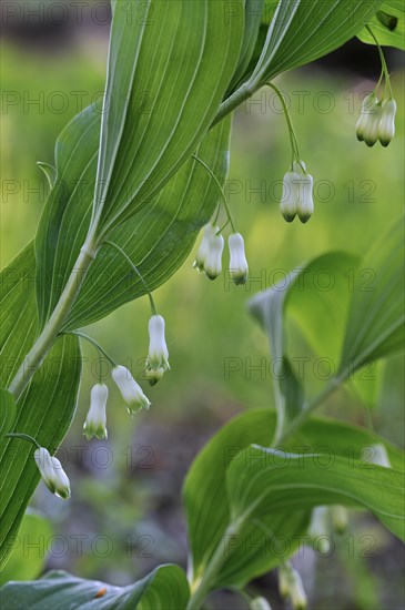 Common Solomon's Seal